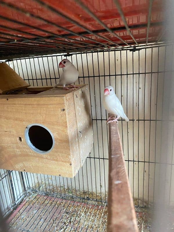 java , King size budgies and exhiviton pairs 14