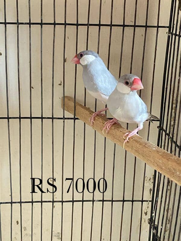 java , King size budgies and exhiviton pairs 15