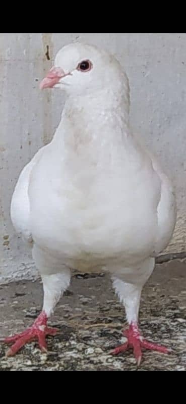 breadr 0