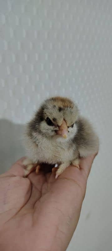Chicks for sale Brama . white buff. ko shamo 5