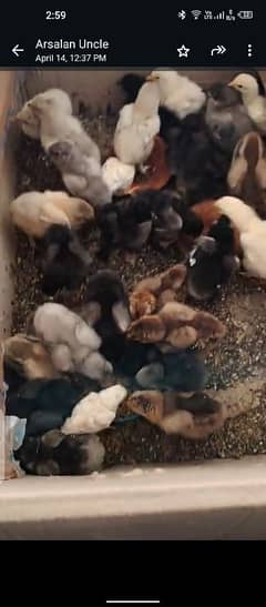 Chicks