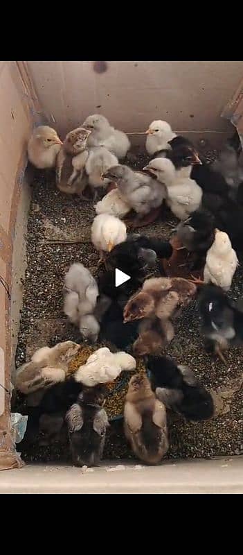 Chicks for sale Brama . white buff. ko shamo 6