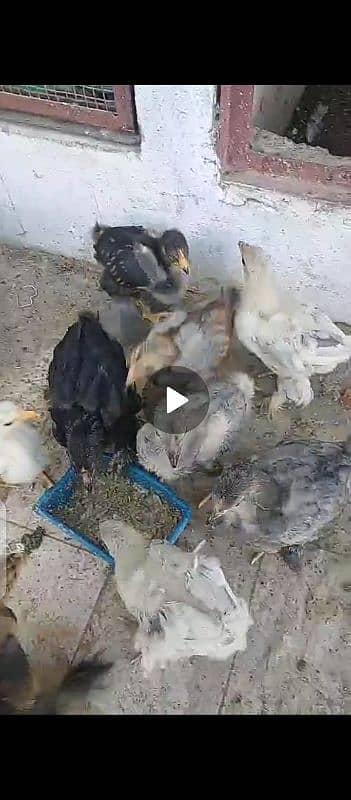 Chicks for sale Brama . white buff. ko shamo 7