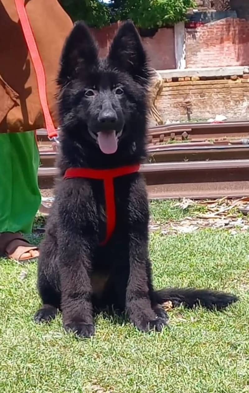 Black shepherd Puppy | Puppy | Dog for sale 0