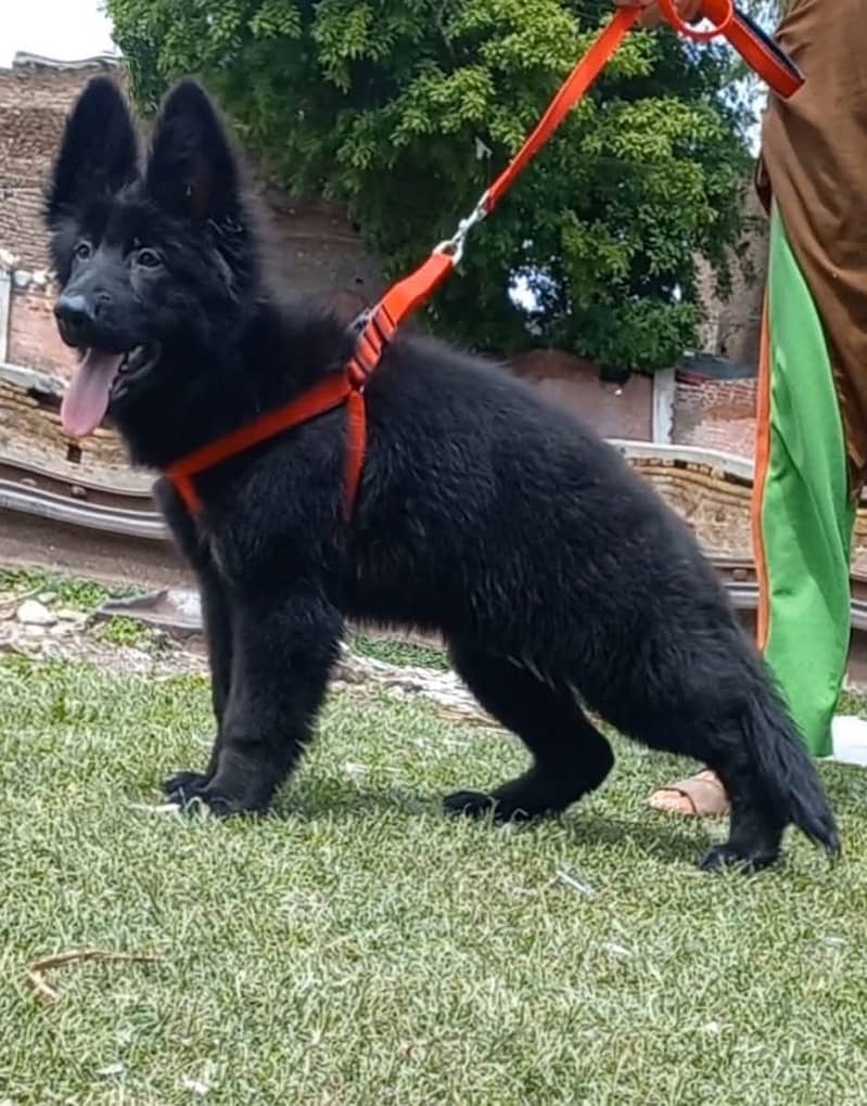 Black shepherd Puppy | Puppy | Dog for sale 1