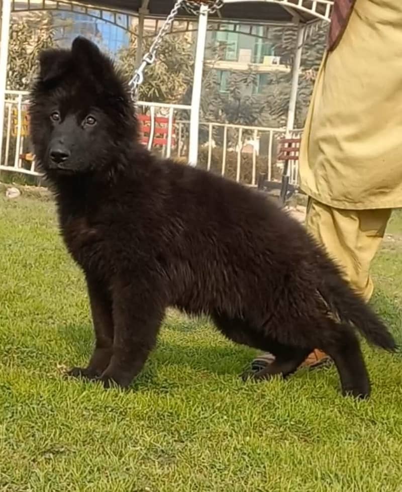 Black shepherd Puppy | Puppy | Dog for sale 2