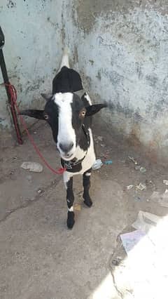 Teddy female  bakri