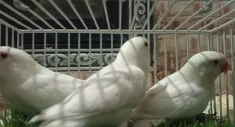 Albino possible blue 2