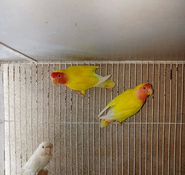 common lotino 2