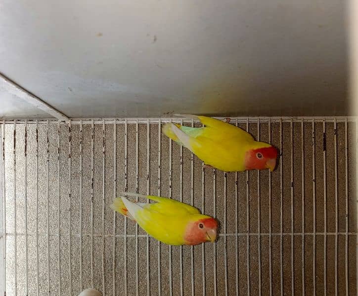 common lotino 3