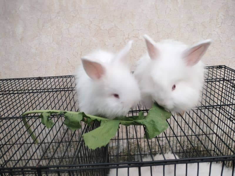English angora rabbit 0