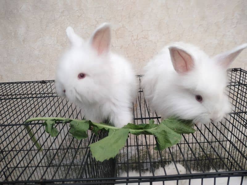 English angora rabbit 1