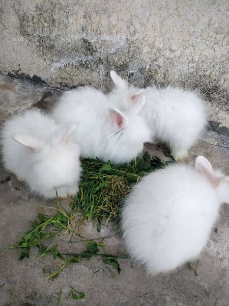 English angora rabbit 2