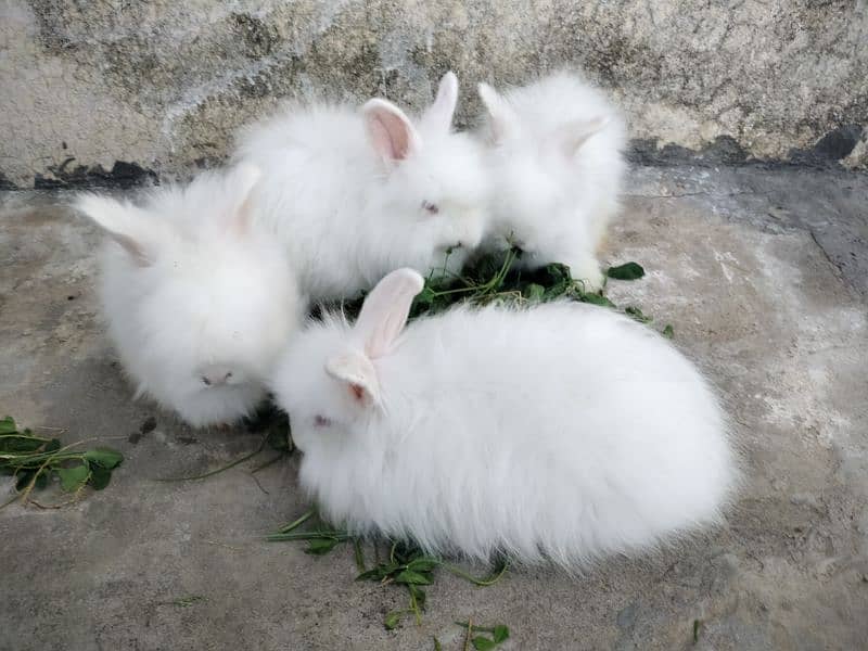 English angora rabbit 3