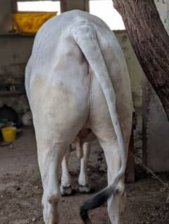Sibbi