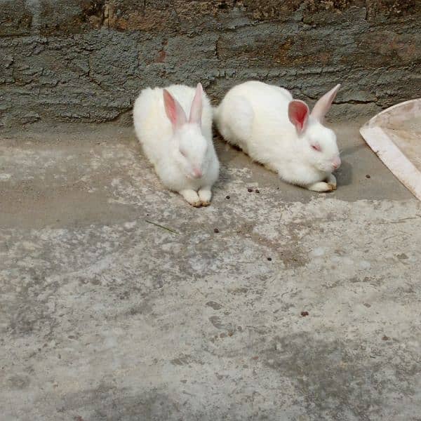 red eyes rabbit 0