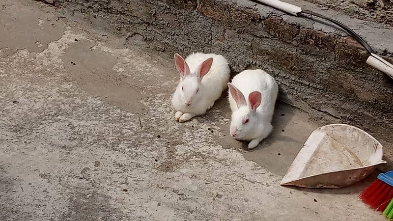 red eyes rabbit 1