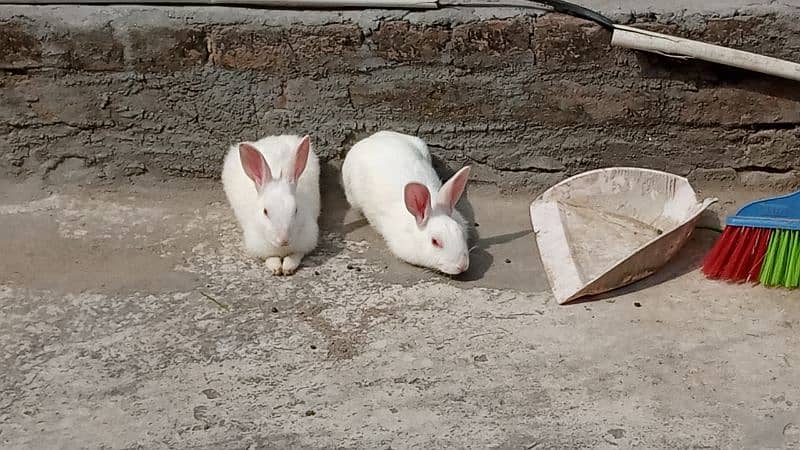 red eyes rabbit 2