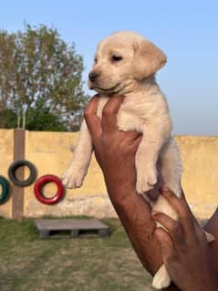 friendly labrador puppy for sale