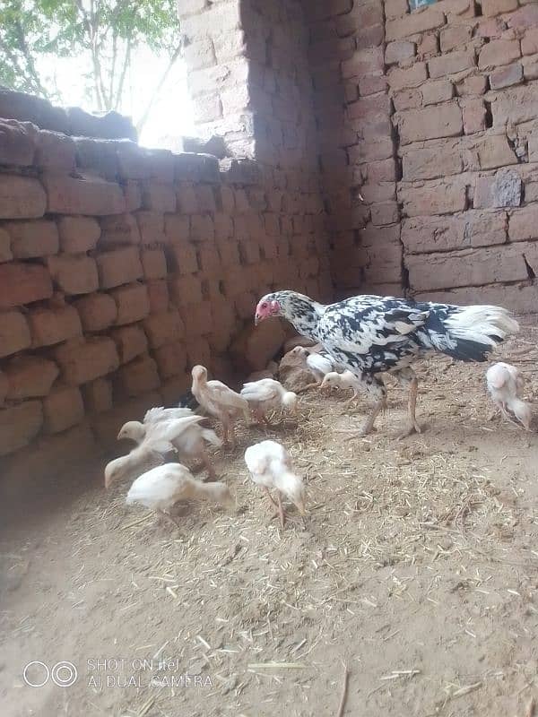 3 month ageHeera aseel available now about 30 pieces high quality 3