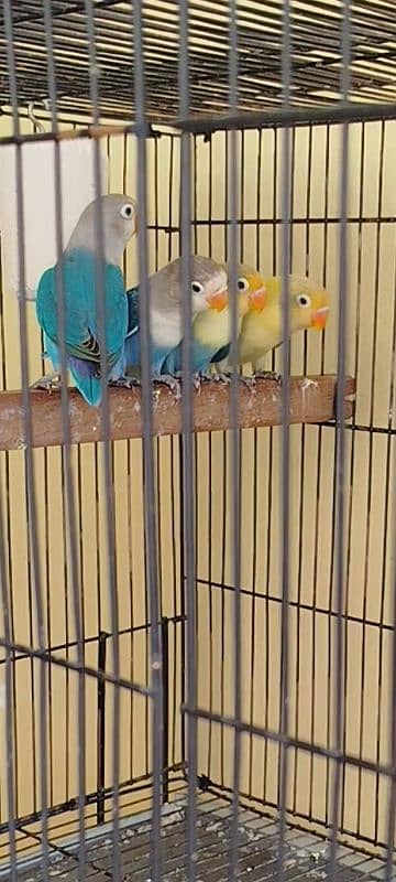 6 piece ready to first breed 5