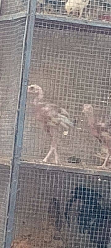 Aseel chick hain 3 month ka 4 hain 1.5 month k 10 hain 2