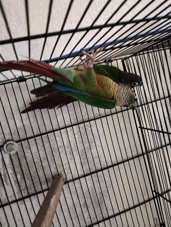 Sun Conure green cheek 0
