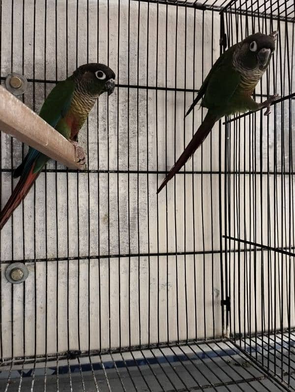 Sun Conure green cheek 1