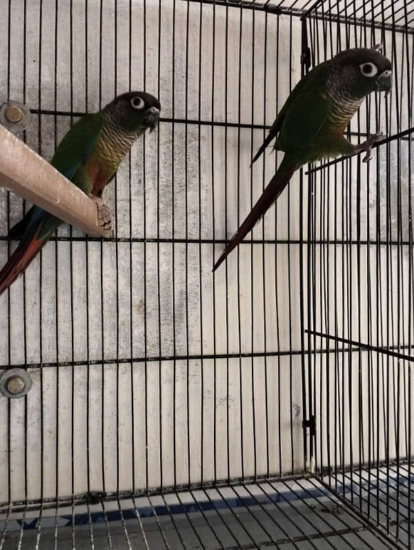 Sun Conure green cheek 2