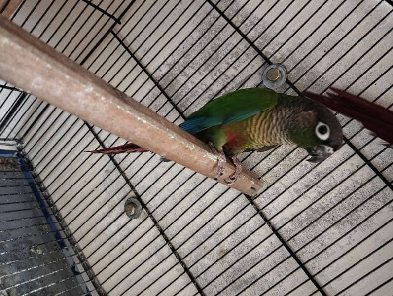 Sun Conure green cheek 3