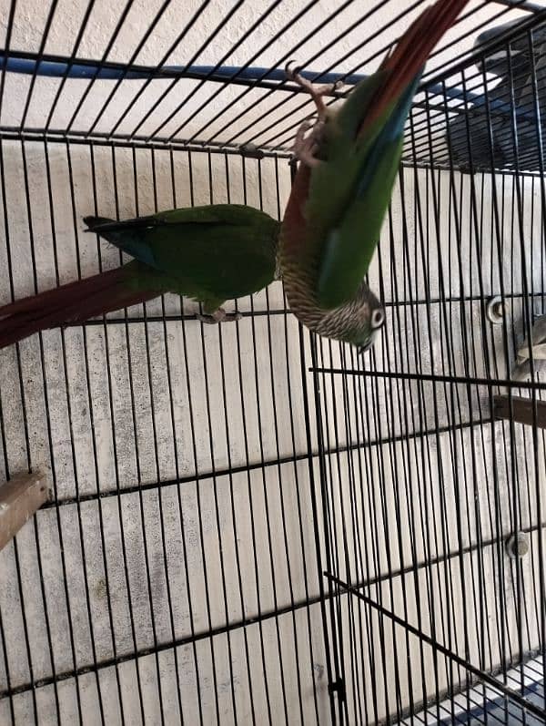 Sun Conure green cheek 4