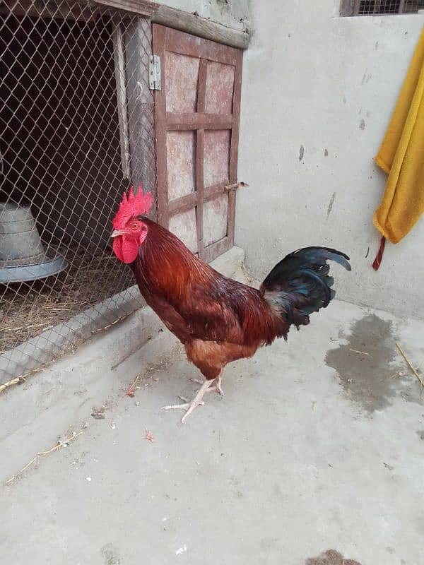 pure desi murga for sale in faisalabad . Full active 0