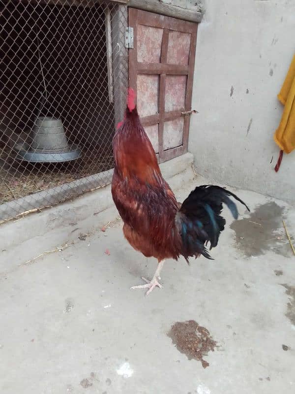 pure desi murga for sale in faisalabad . Full active 1