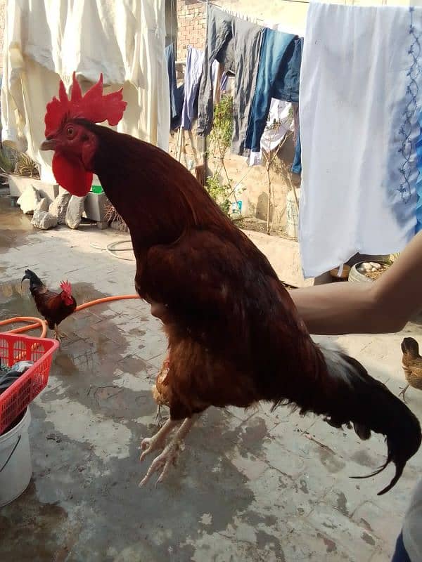 pure desi murga for sale in faisalabad . Full active 2