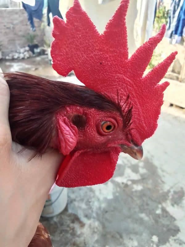 pure desi murga for sale in faisalabad . Full active 4