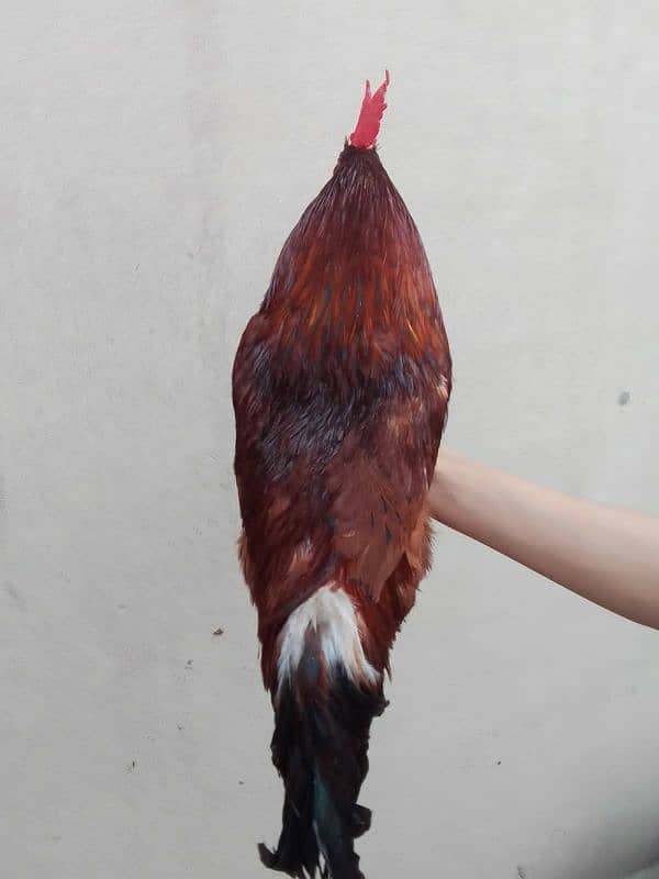 pure desi murga for sale in faisalabad . Full active 5