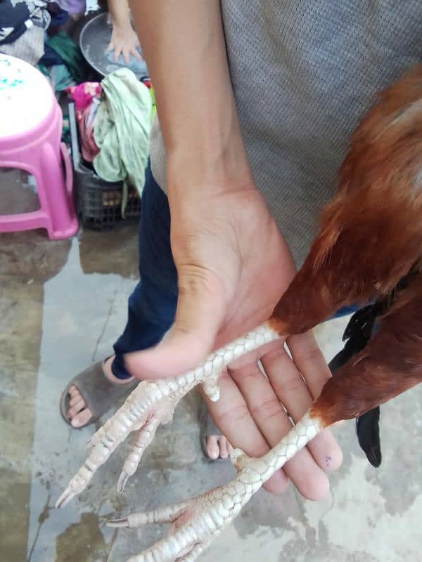 pure desi murga for sale in faisalabad . Full active 6