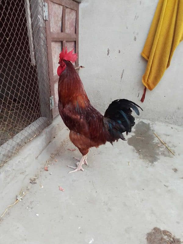 pure desi murga for sale in faisalabad . Full active 7