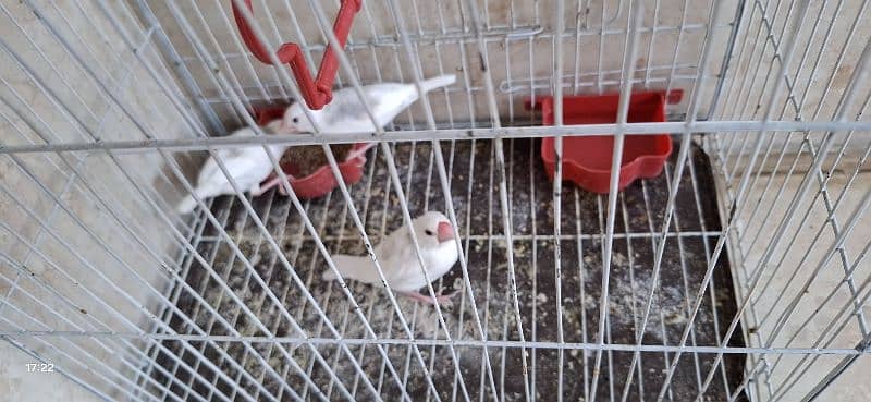 javabirds 0