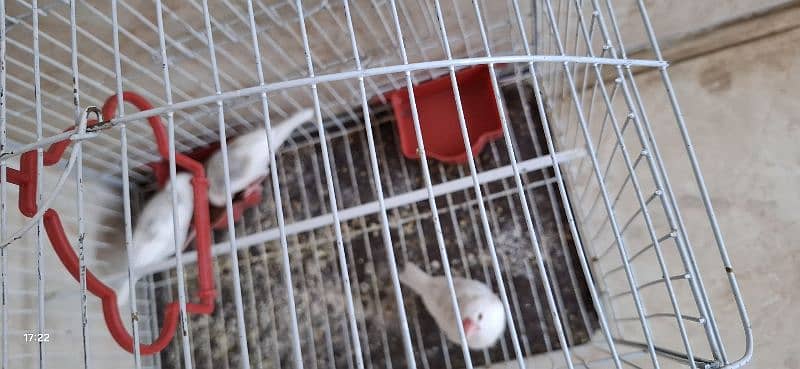 javabirds 2
