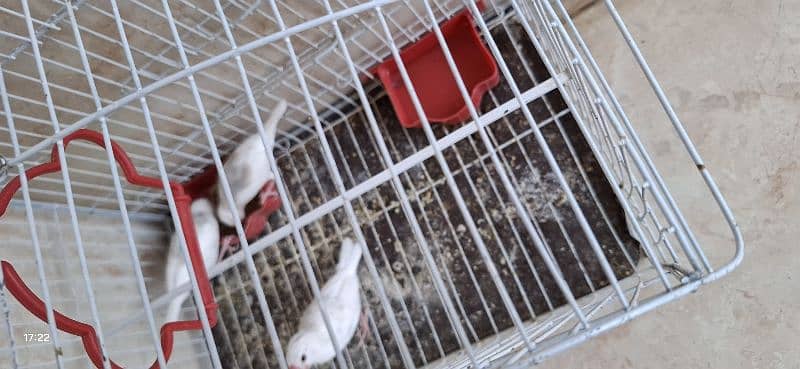 javabirds 3