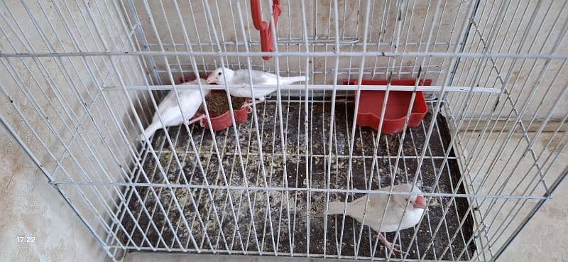 javabirds 4