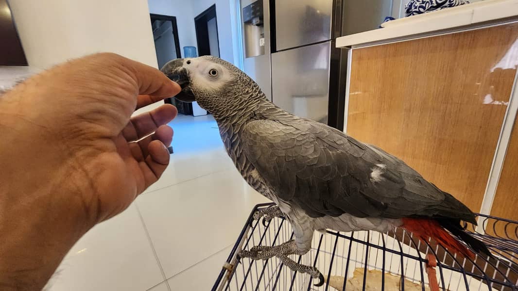 african grey | grey parrot | talking parrot | Breeder gry  parrot 2