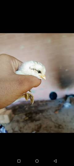 mashallah Reza cheenay bachay available han 1000 per