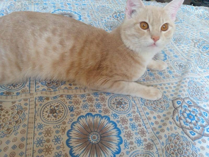 sale cat 0