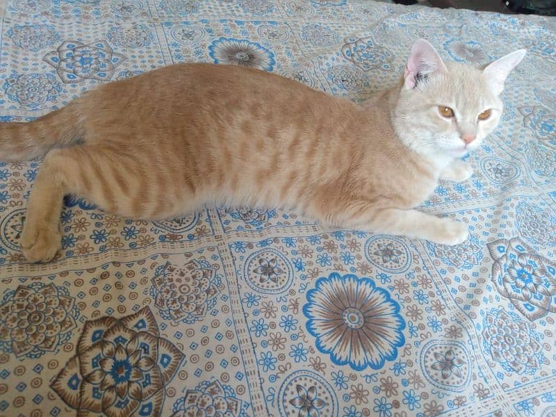 sale cat 2