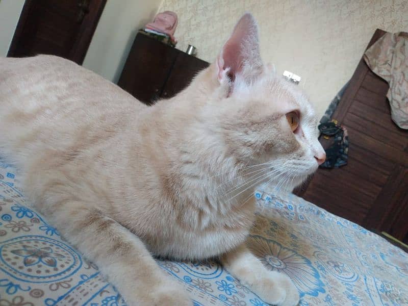 sale cat 3