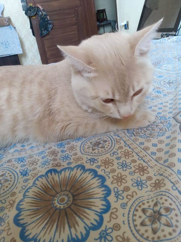 sale cat 4