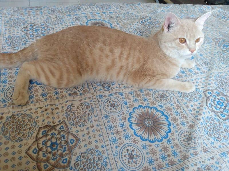 sale cat 5