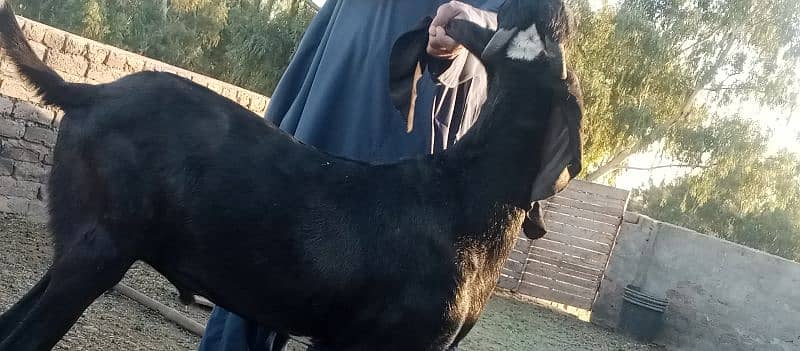 bital bakra black 3
